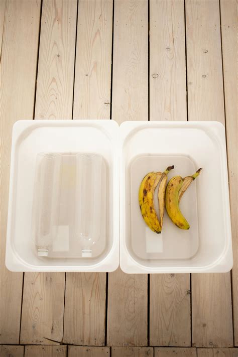 Biodegradable Waste Example 的图像结果