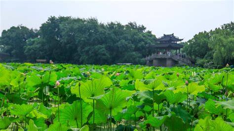 莲叶 的图像结果