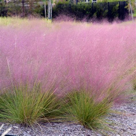 Pink Muhly Grass (Muhlenbergia capillaris) – Plants Express