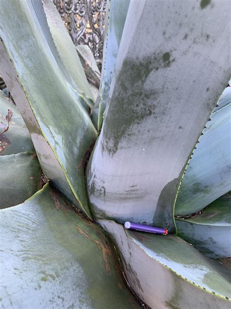 Image result for Century Plant Root System