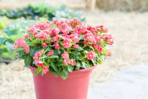 Splorias Vinca Seed Price in India - Buy Splorias Vinca Seed online at ...