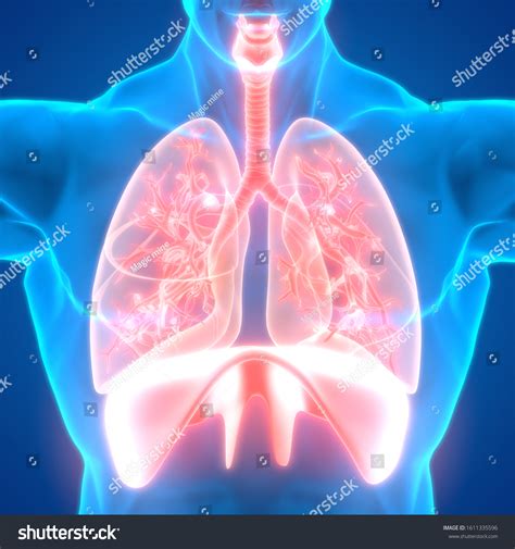 Image result for Lung Segmentation Using CNN