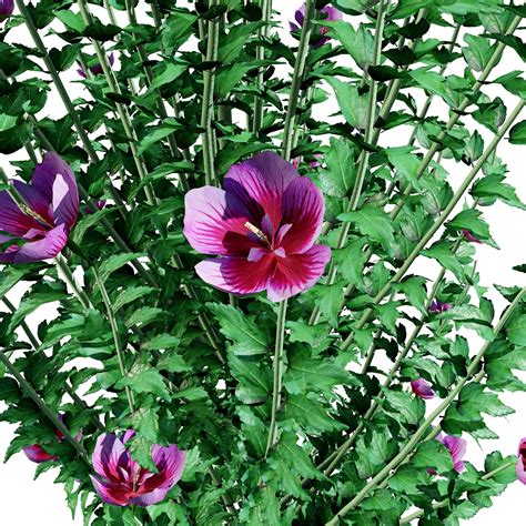 Purple Pillar Rose of Sharon shrub - FlippedNormals