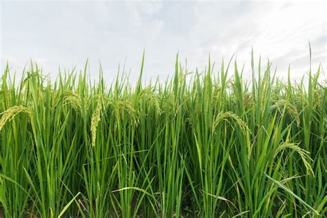 Rice paddy plantation | Premium Photo