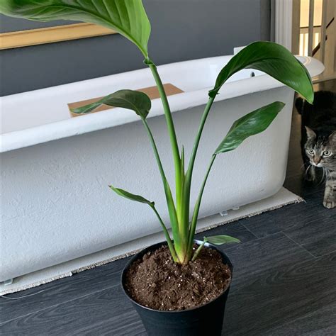 How To Propagate Your Bird Of Paradise 🐦