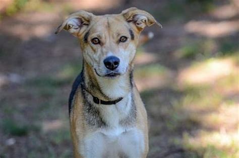 N.J. pets in need: Dec. 7, 2020 - nj.com