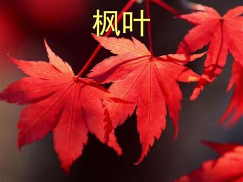 秋天的词语4个字（秋天的词语4个字）_华夏文化传播网
