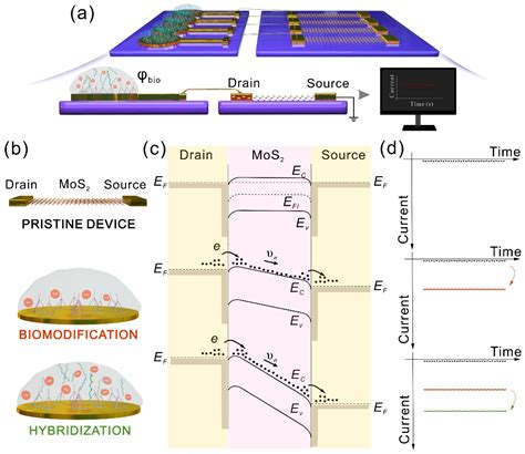 Bio-Separated and Gate-Free 2D MoS2 Biosensor Array for Ultrasensitive ...