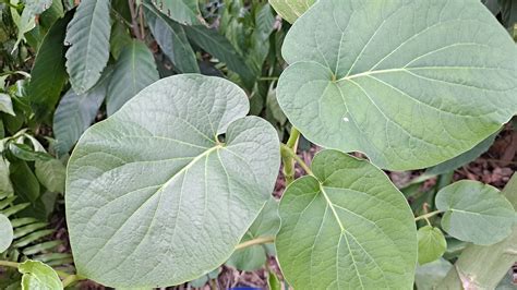 Root Beer Plant – Food Forest Finds