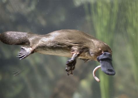 Platypus | Eggs, Habitat, Venom, & Facts | Britannica