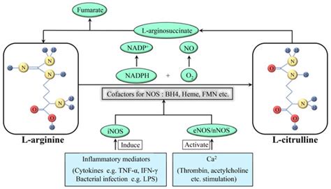 Connection between Osteoarthritis and Nitric Oxide: From ...