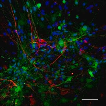 MAP2 monoclonal antibody Map2 Antibody