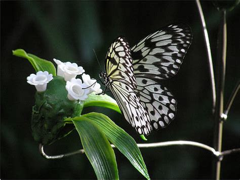 Thumba - JungleKey.in Image