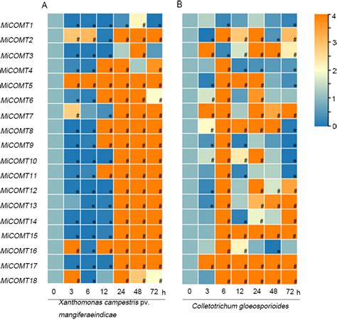 Caffeic Acid O-Methyltransferase Gene Family in Mango (Mangifera indica ...