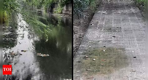 Noida: Clogged sewers to poor water supply, Sector 40 grappling with ...