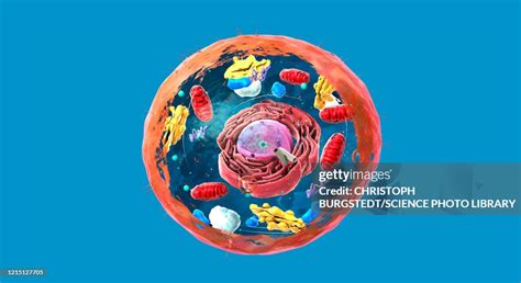 Normal Cell Structure 的图像结果