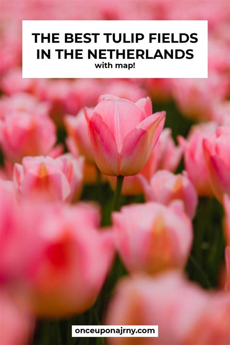 The Best Tulip Fields Netherlands + Map | Once Upon a Journey