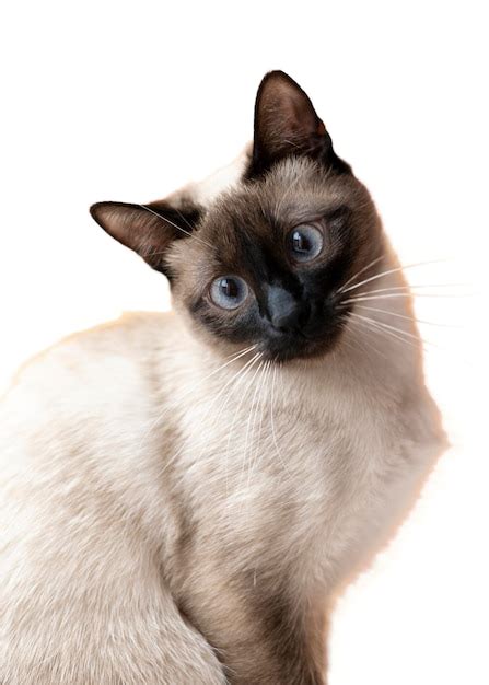 Gato png Images - Free Download on Freepik