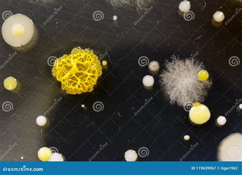 Bacteria, Yeast And Molds Royalty-Free Stock Photo | CartoonDealer.com ...