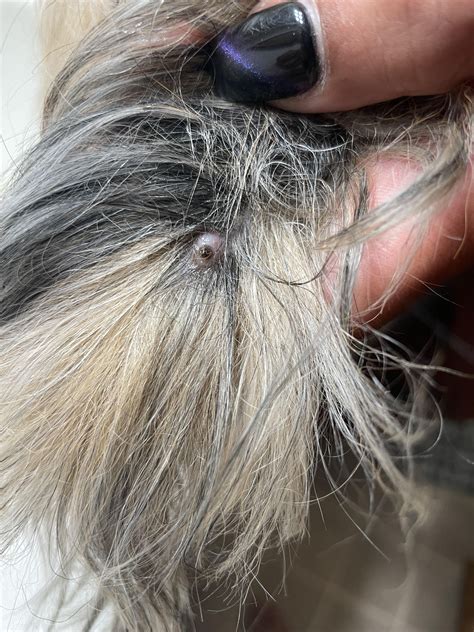 My dog had an ingrown hair on her tail. : r/FeltGoodComingOut