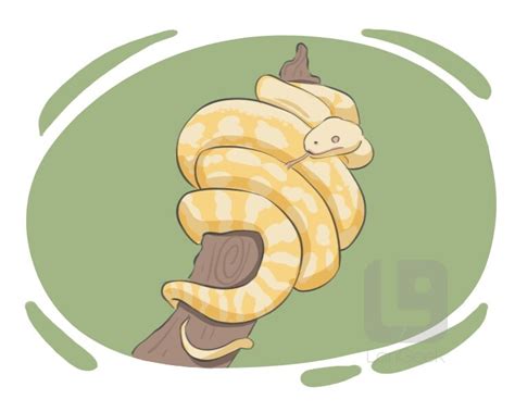 Image result for Python Sebae