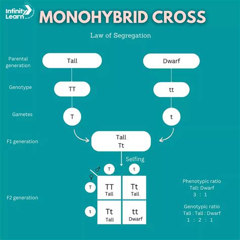 JavaScript Tutorial for React Developers Mosh 的图像结果
