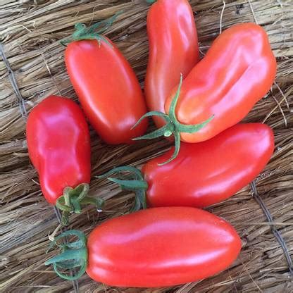 STOY Tomato San Marzano Seed Price in India - Buy STOY Tomato San ...