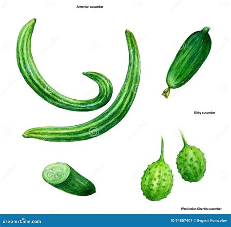 Pepino, Dibujo, Imagen, Color Stock de ilustración - Ilustración de ...