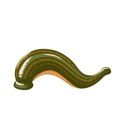 Vector illustration, Hirudo medicinalis leech, isolated on white ...