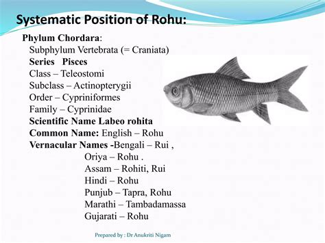 Phylum Of Rohu Fish