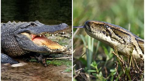 Burmese Python vs Alligator 的图像结果