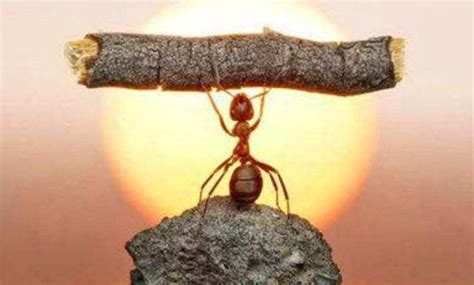 关于蚂蚁，会发生什么故事呢？_哔哩哔哩_bilibili