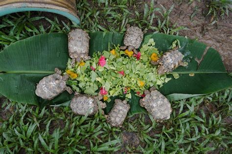 Rescued Indian star tortoises are flying home to India from Singapore ...