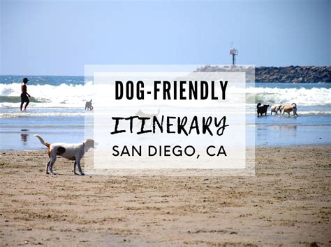 San Diego Dog Friendly Activities at Teresa Stauffer blog
