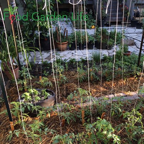 Creative Ways To Stake Tomatoes How To Support Tomato Plants