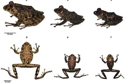 Alien Frog Species 的图像结果