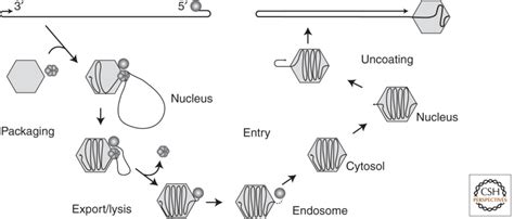 Image result for How Parvocellular Cells Function