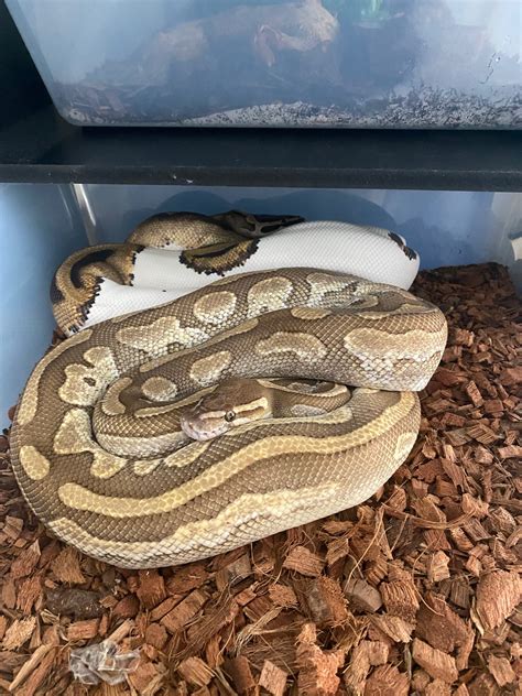 Image result for Red Marble Ball Python