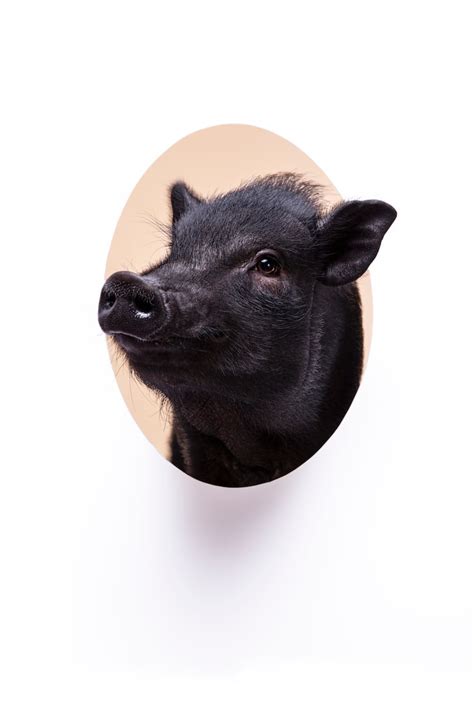 Pork png Images - Free Download on Freepik