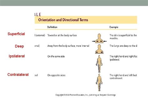 Image result for Contralateral Anatomical Position