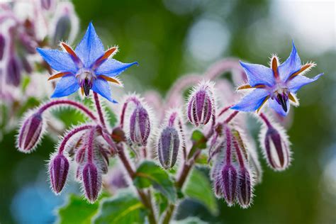 Borage Companion Plant