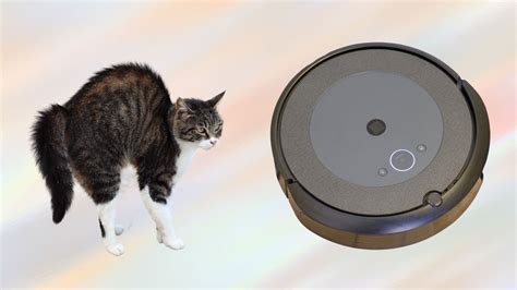 Cat In Roomba