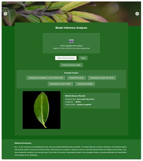 Accurate Identification of Ilex (Aquifoliaceae) Taxa Based on Leaf ...