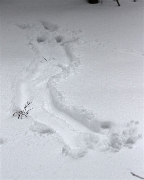 36 HQ Photos Images Of Fisher Cat Tracks / 1219-12 fisher and mink ...