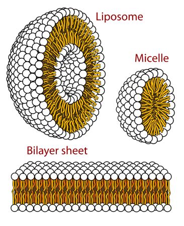 Polymer of Lipids | Definition & Examples | Study.com