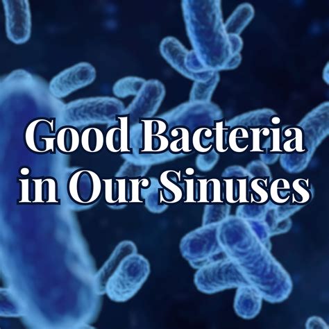 Good bacteria in our sinuses – Bibo