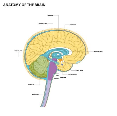 Brain 的图像结果