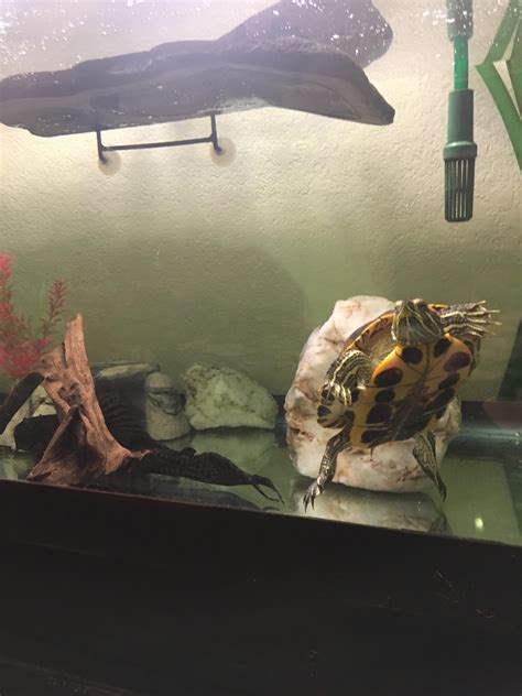 Image result for Red Ear Slider Turtle Tank Setup