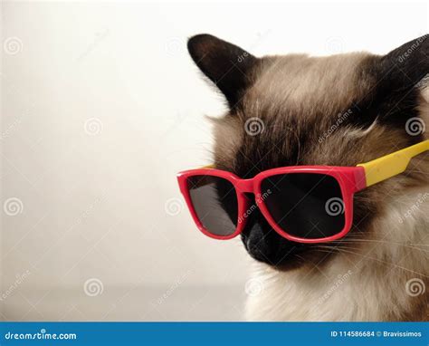 Cute Cat Sunglasses Meme