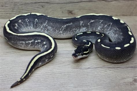 Image result for Leopard Freeway Ball Python